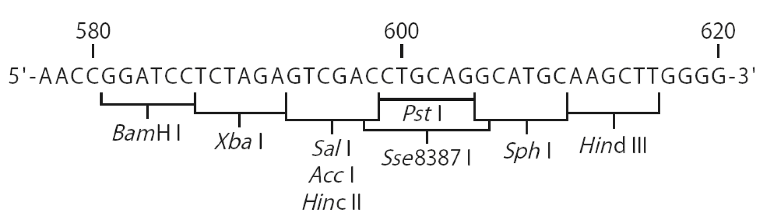 pBApo-CMV 多克隆位点 点击看大图 pBApo-CMV 多克隆位点